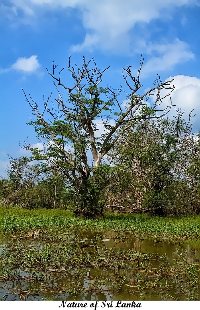 Der Baum