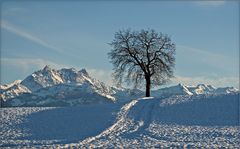 Der Baum