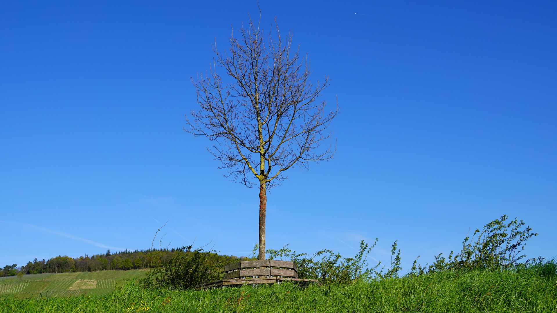 Der Baum 