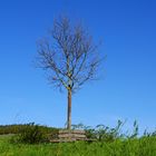 Der Baum 