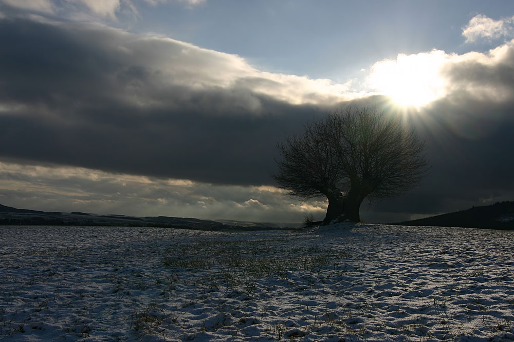 Der Baum