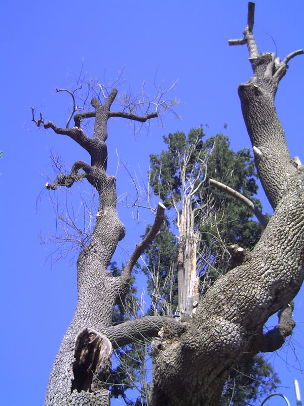 der Baum