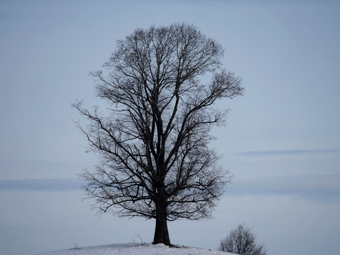 Der Baum 2