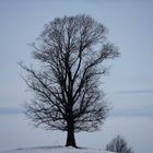 Der Baum 2