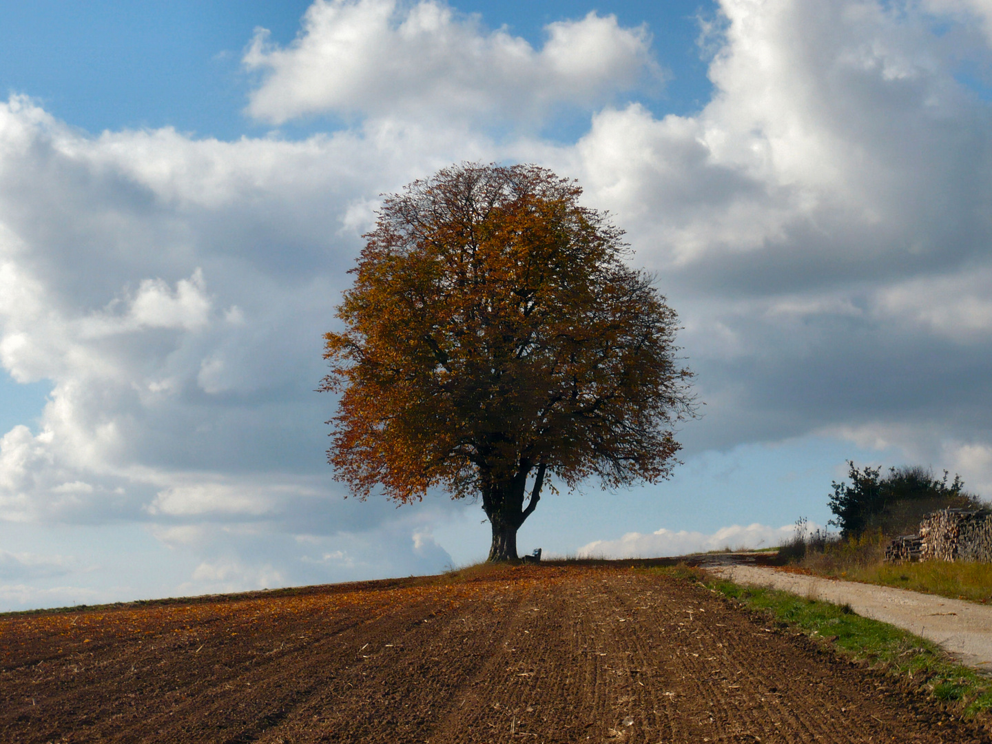 Der Baum 2