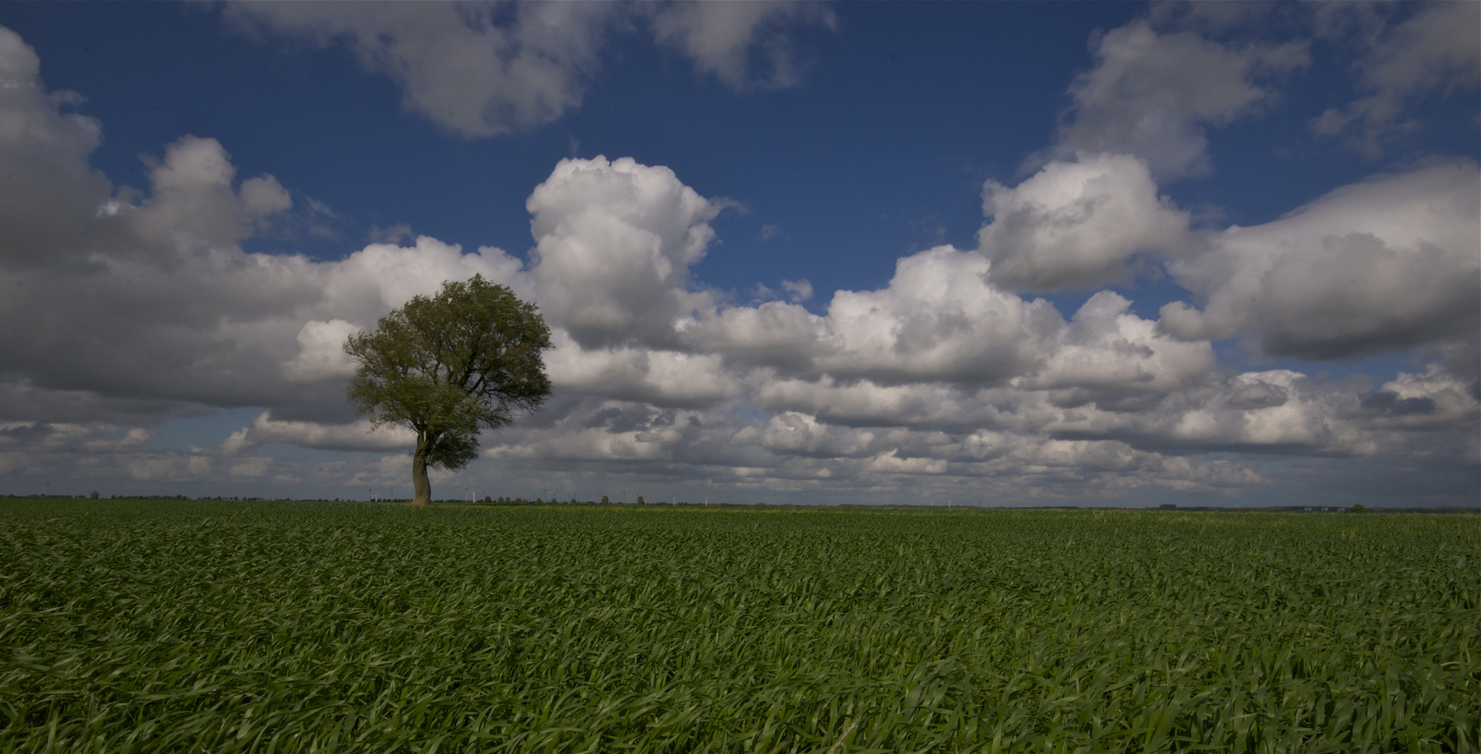 der Baum 2