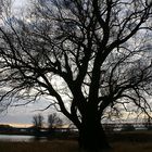 der Baum - 2 -