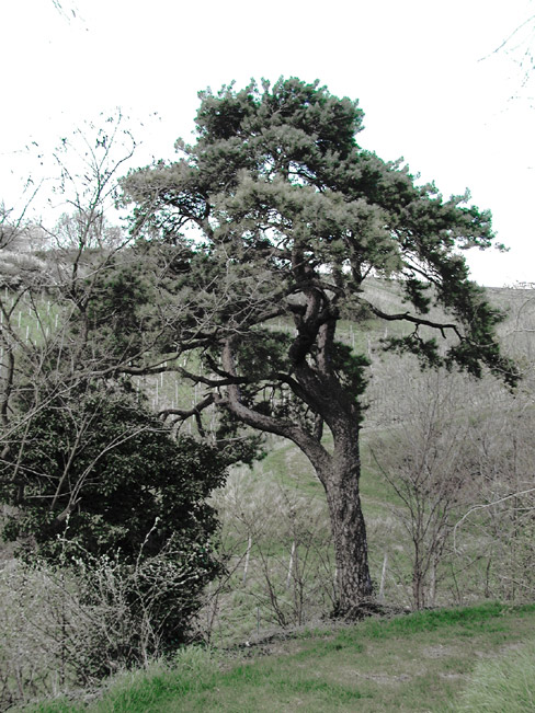 der baum 2