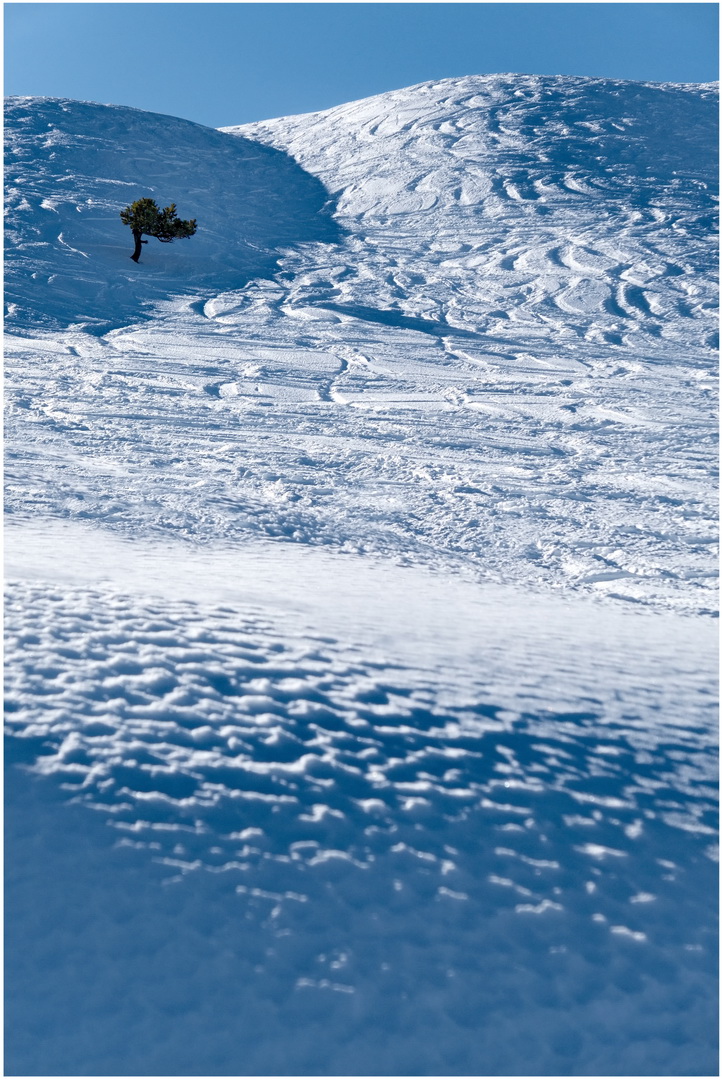 Der Baum 2022-02-13 im Schnee