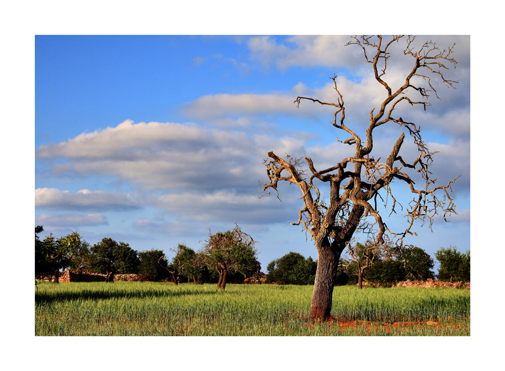 Der Baum