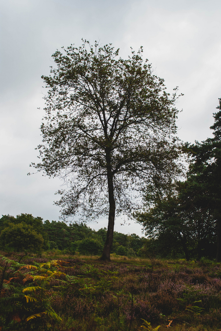 Der Baum