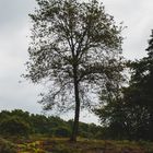 Der Baum