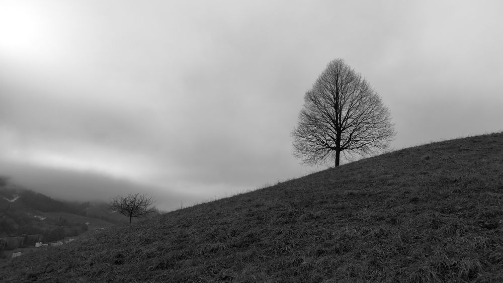 Der Baum 