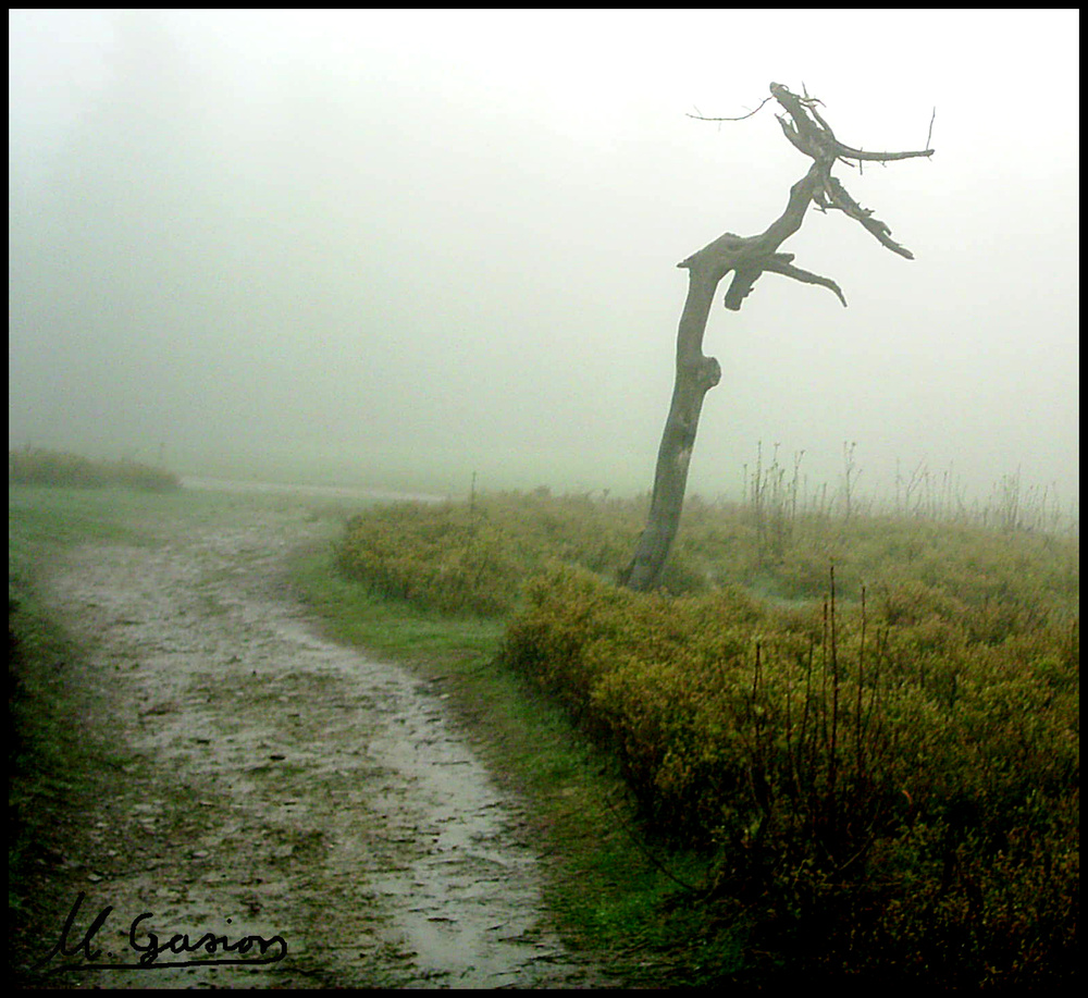 Der Baum