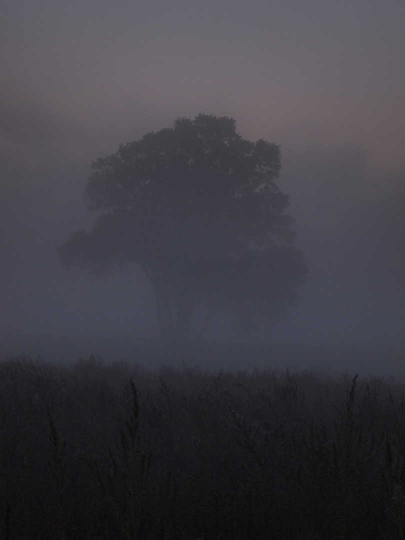 Der Baum