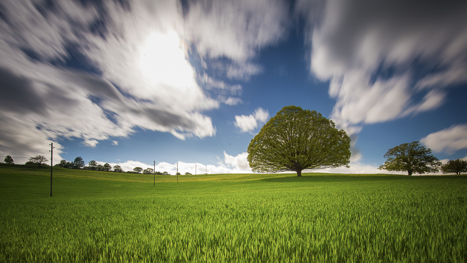 Der Baum!