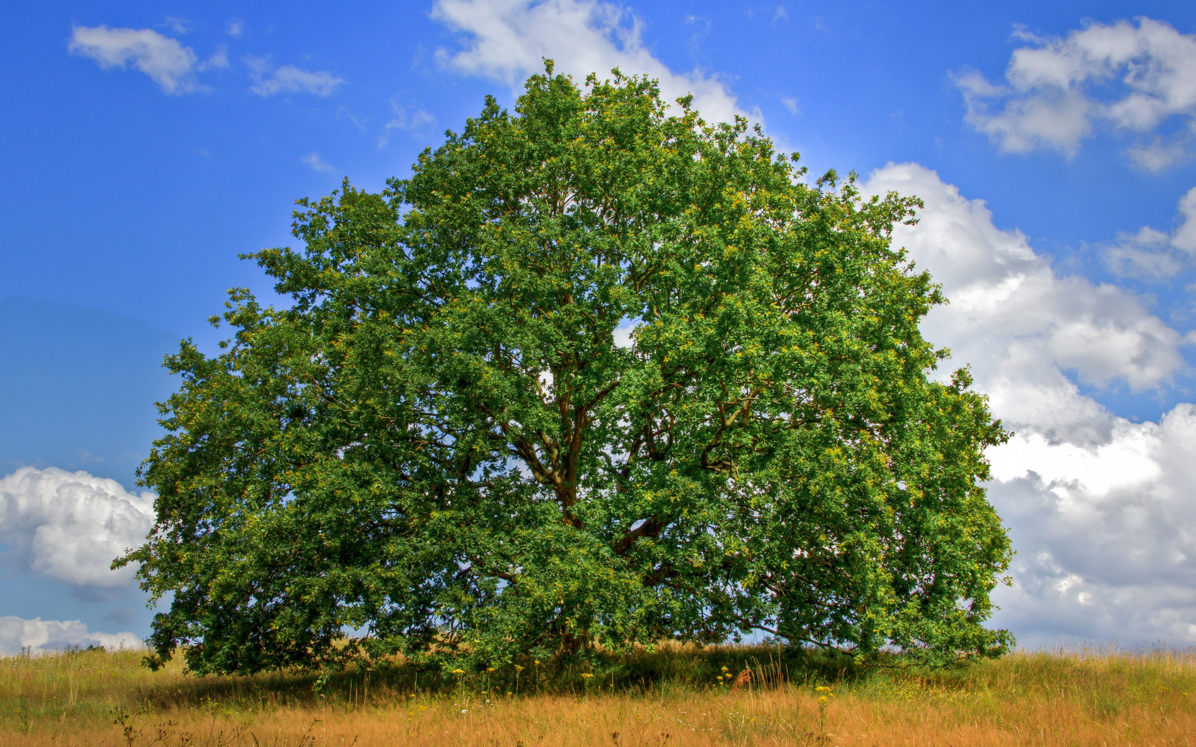 Der Baum