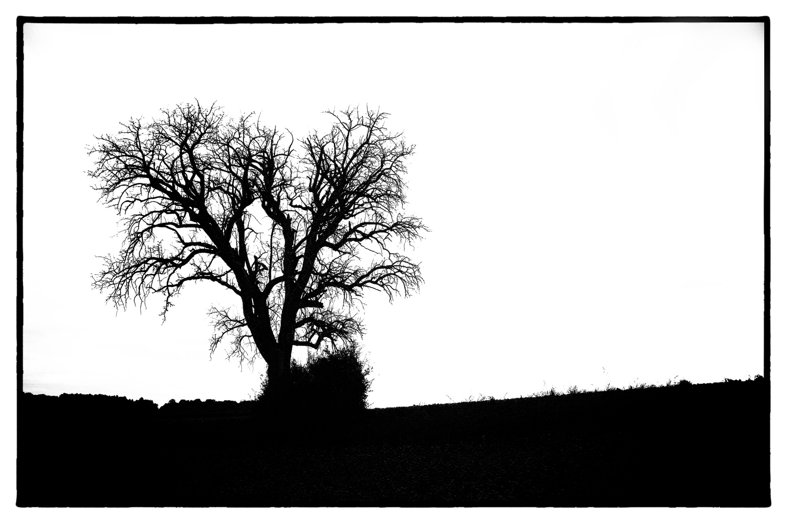 Der Baum