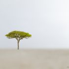 Der Baum