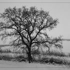 Der Baum