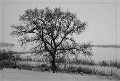 Der Baum