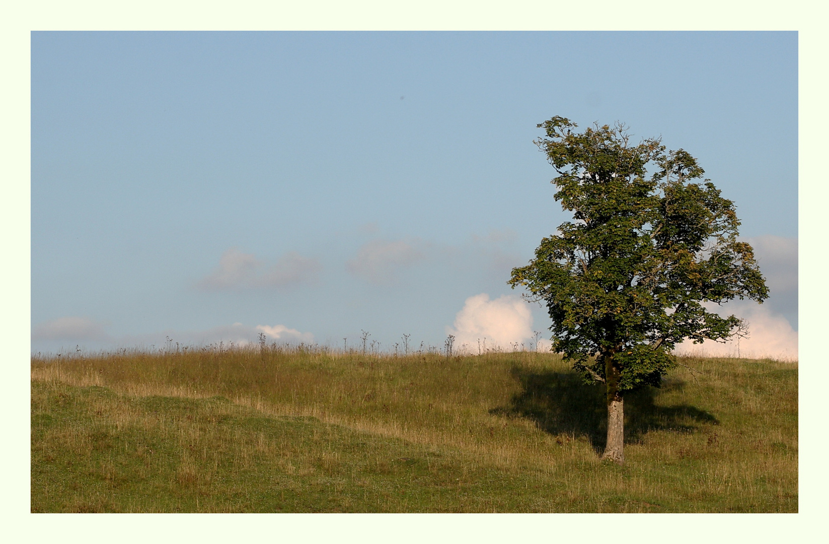 ~Der Baum~