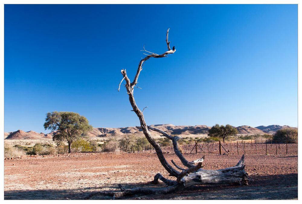 Der Baum