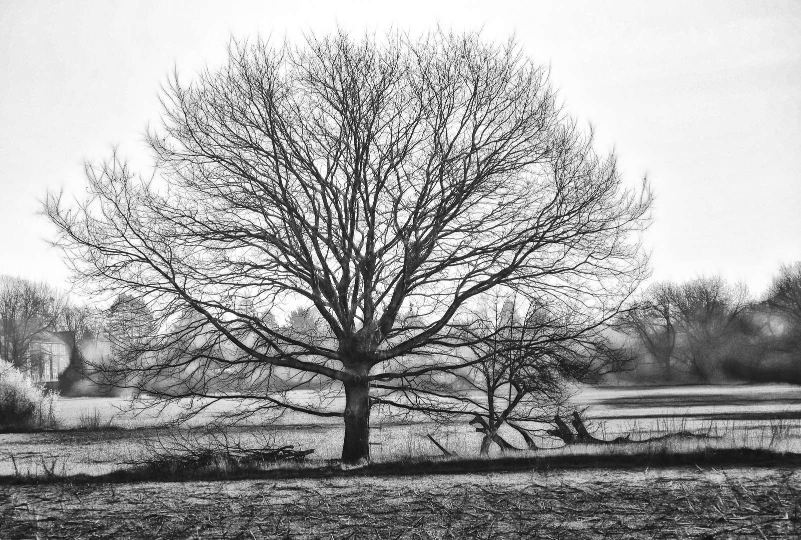 der baum Foto & Bild pflanzen, pilze & flechten, bäume, fotokunst