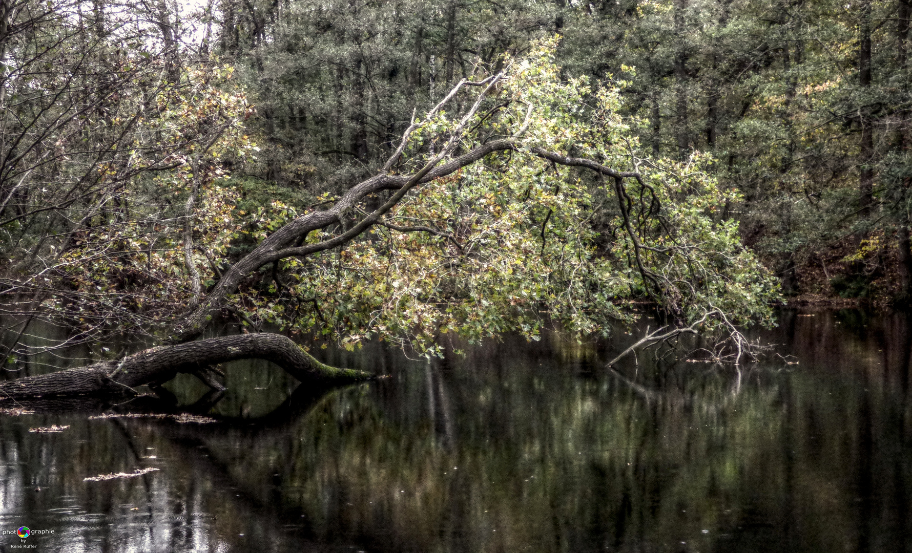 Der Baum 