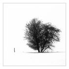 Der Baum