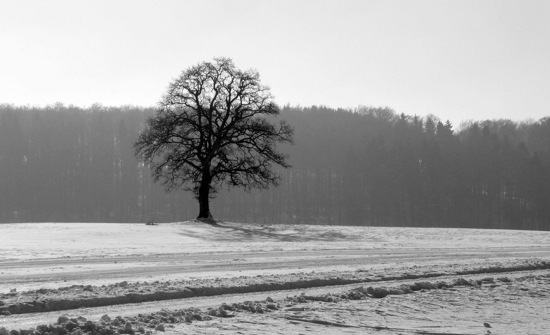 Der Baum