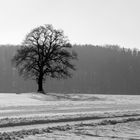 Der Baum