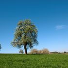 Der Baum