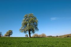 Der Baum