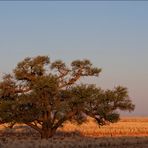 Der Baum