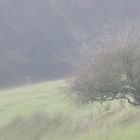 Der Baum