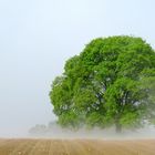 Der Baum