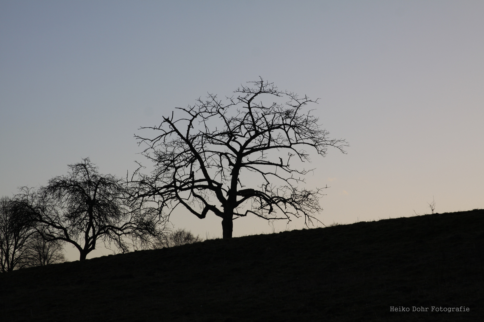 Der Baum