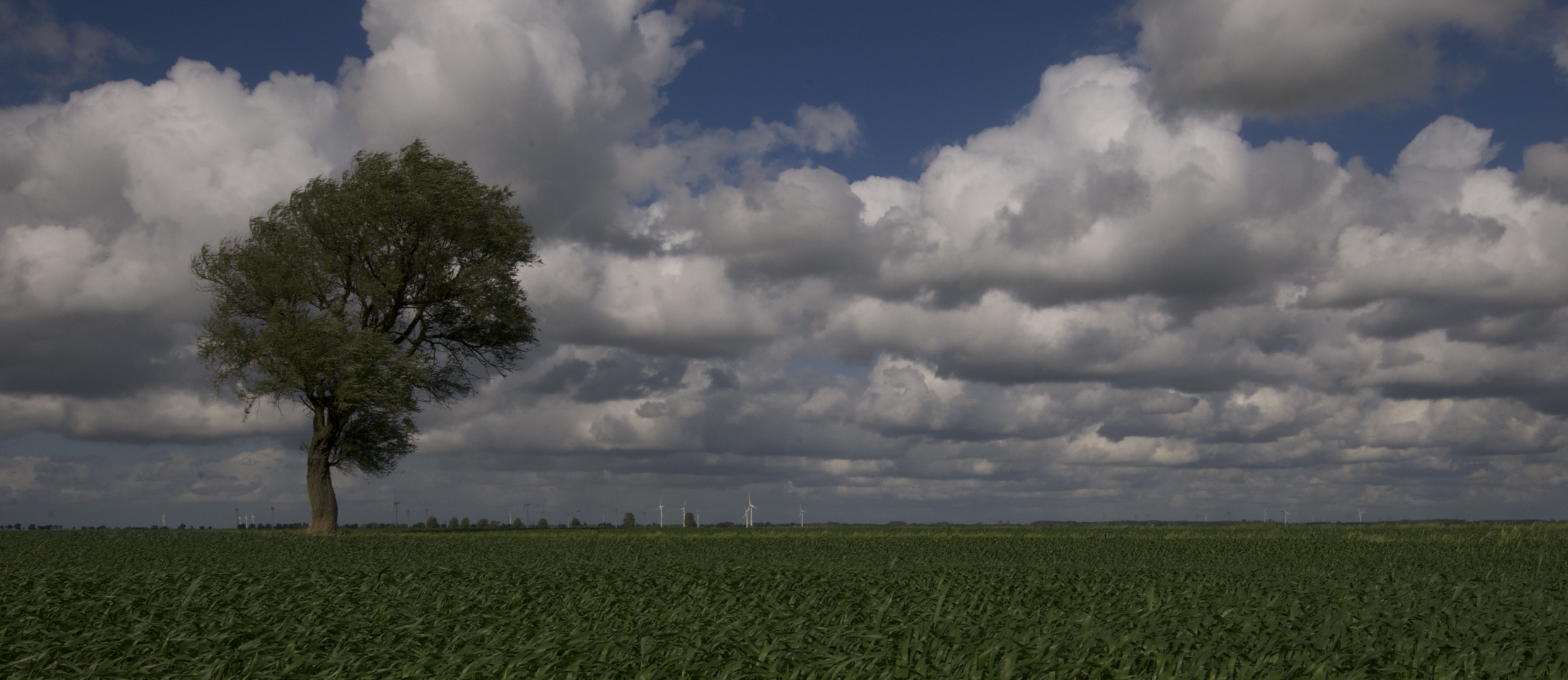 Der Baum