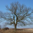 Der Baum