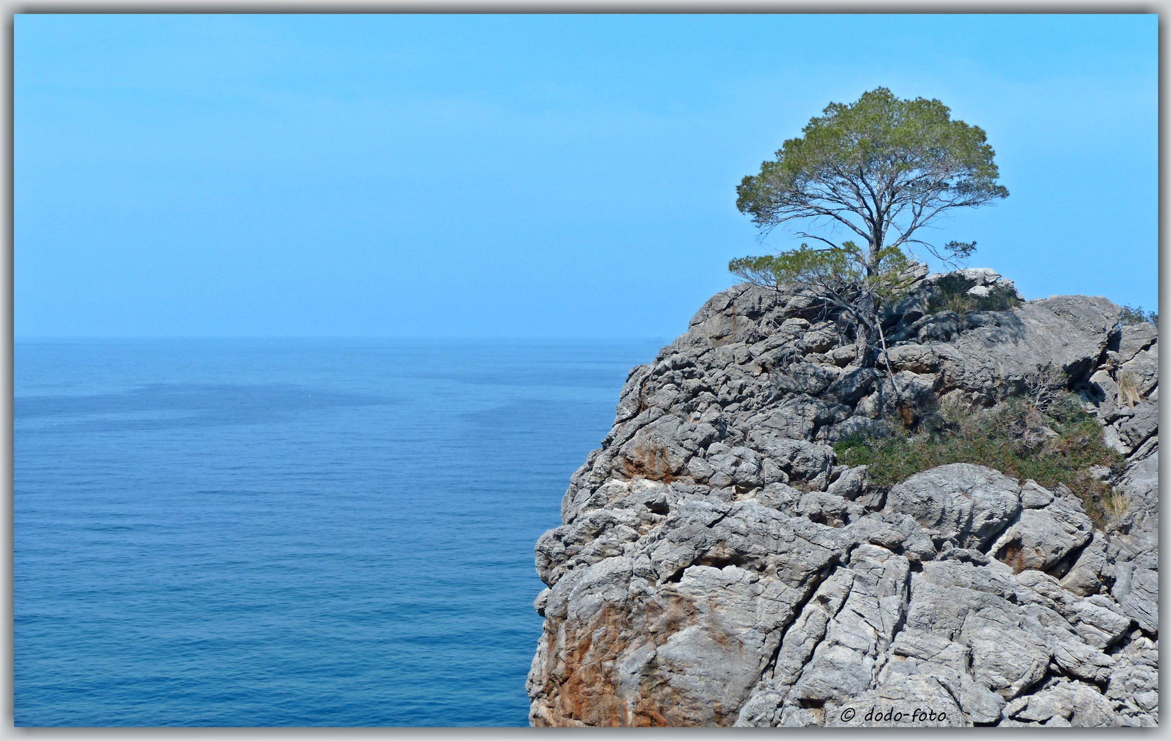 DER BAUM