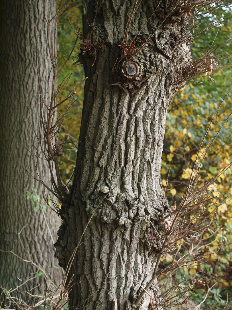 Der Baum 3