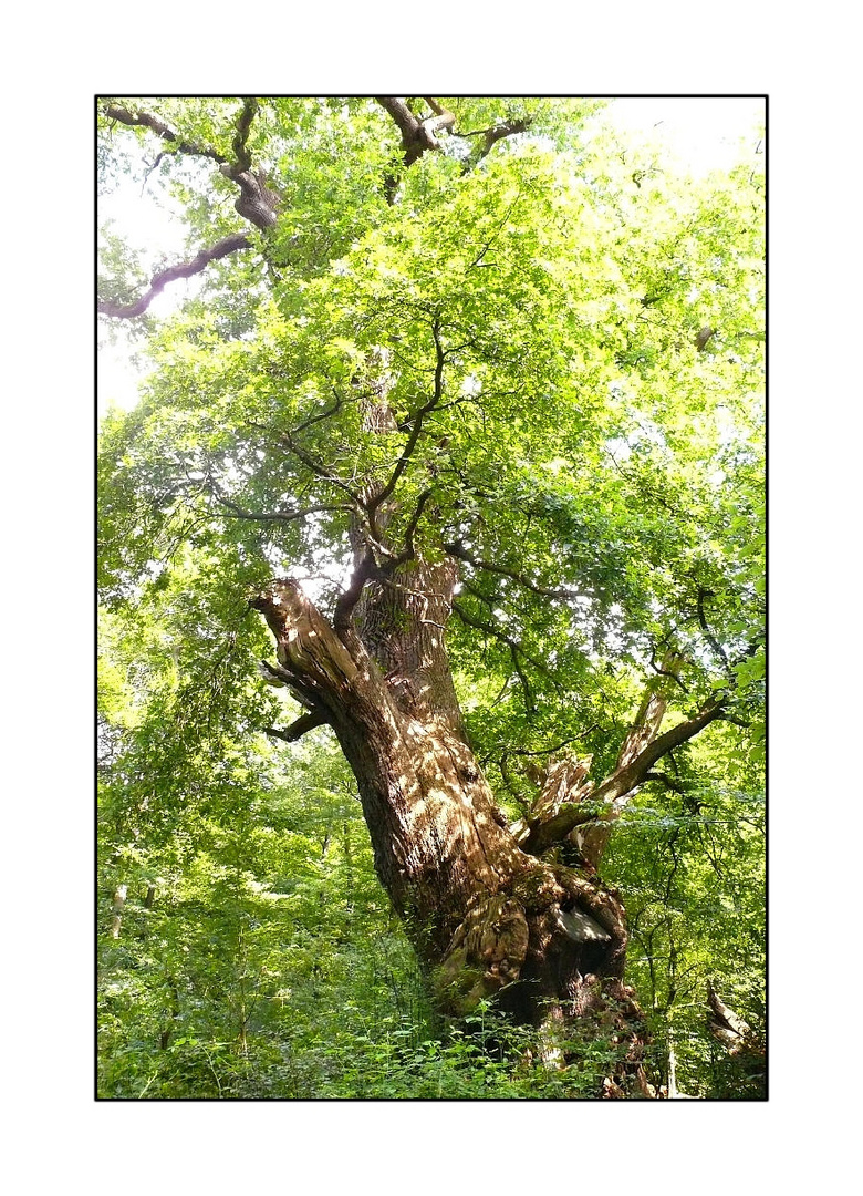 Der Baum (3)