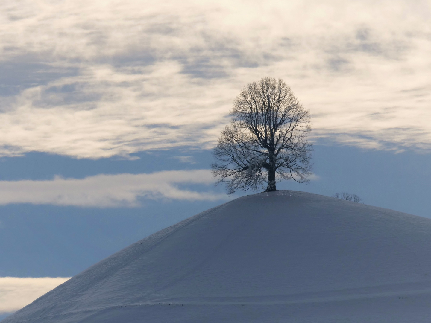 Der Baum 3