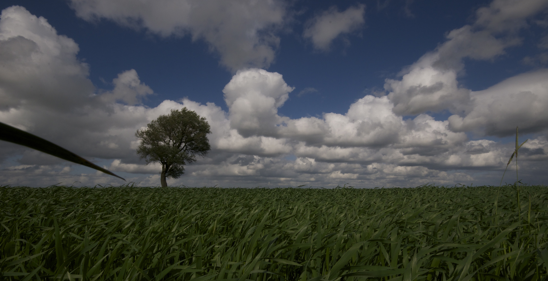 Der Baum 3