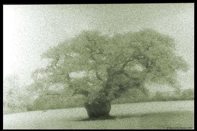 Der Baum