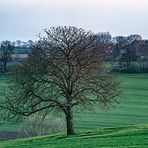 Der Baum...