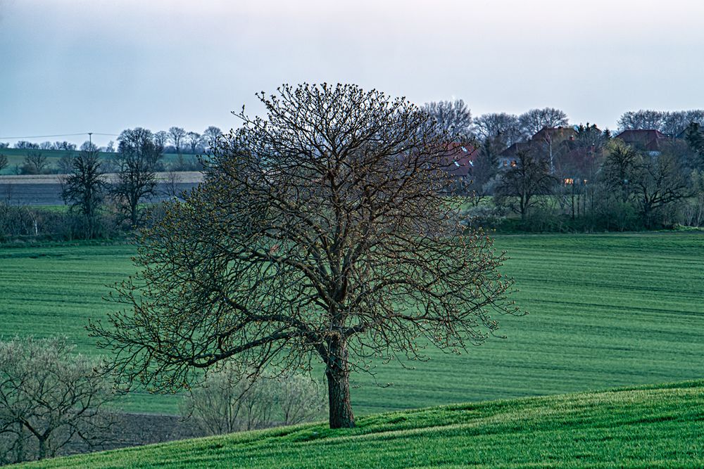 Der Baum...