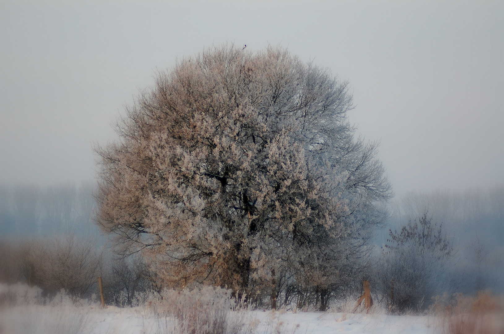 Der Baum