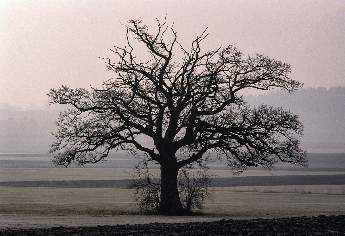 Der Baum